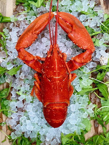 Selwyn's Cooked Pembrokeshire Lobster